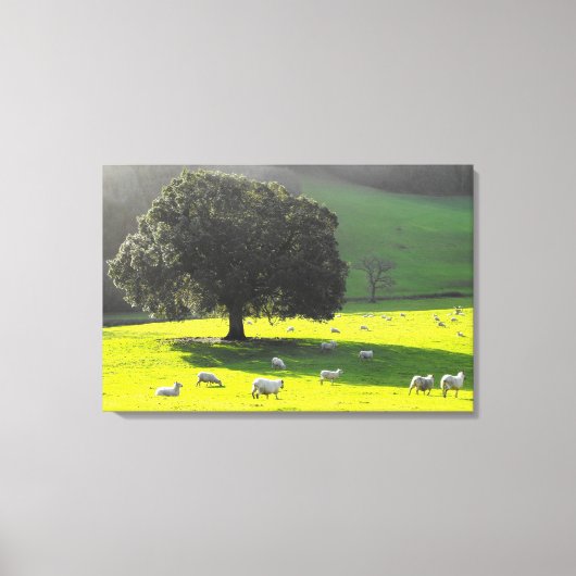 Schapen in de ochtendzon canvas afdruk (Voorkant)