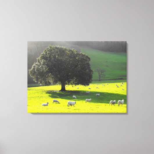 Schapen in de ochtendzon canvas afdruk (Voorkant)