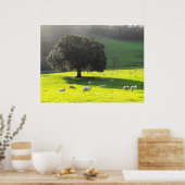 Schapen in de ochtendzon poster (Keuken)