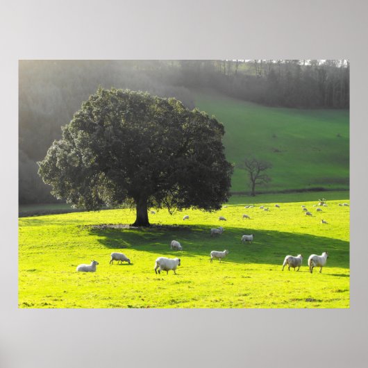 Schapen in de ochtendzon poster (Voorkant)