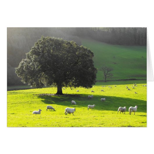 Schapen in de ochtendzonpas (Voorkant Horizontaal)