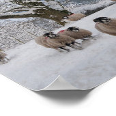 Schapen in de sneeuw poster (Hoek)