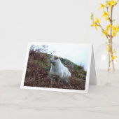 Schapen in de vallei van Cwm Llan Kaart (Gele Bloem)