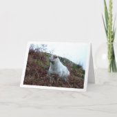 Schapen in de vallei van Cwm Llan Kaart (Voorkant)