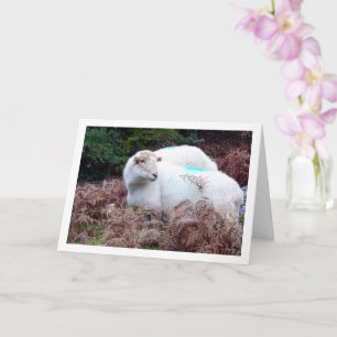 Schapen in de vallei van Cwm Llan Kaart