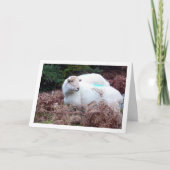 Schapen in de vallei van Cwm Llan Kaart (Voorkant)