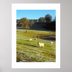 Schapen in de winter poster