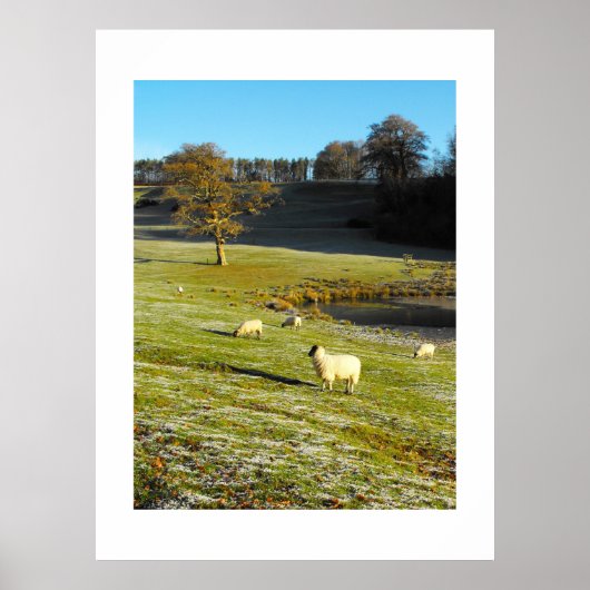 Schapen in de winter poster (Voorkant)