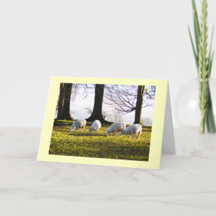 Schapen in de winterzon feestdagen kaart