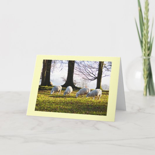 Schapen in de winterzon feestdagen kaart (Voorkant)