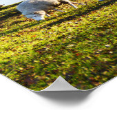 Schapen in de winterzon poster (Hoek)