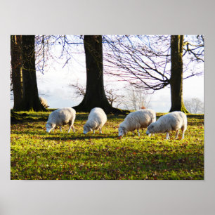 Schapen in de winterzon poster