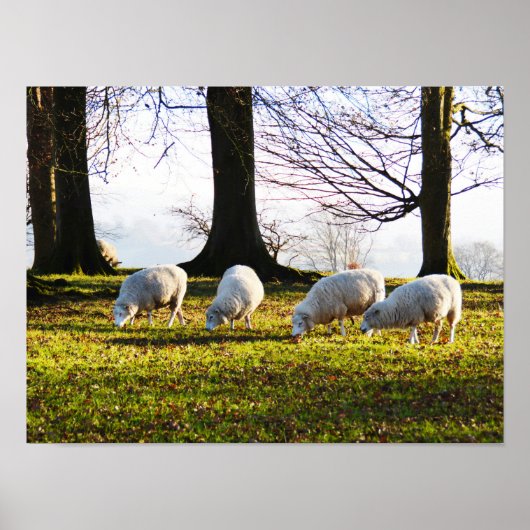 Schapen in de winterzon poster (Voorkant)