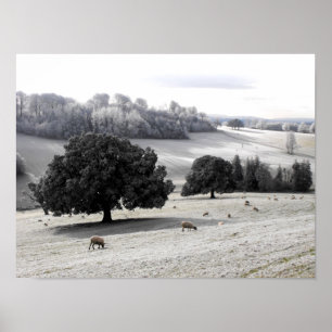 Schapen in een bevroren veld poster
