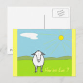 Schapen in een veld briefkaart (Voorkant / Achterkant)