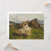 Schapen in een weide (door August Friedrich Schenc Kaart (Voorkant / Achterkant in situ)