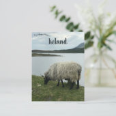 Schapen in Galway Ierland Briefkaart (Staand voorkant)