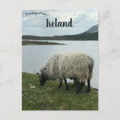 Schapen in Galway Ierland Briefkaart (Voorkant)