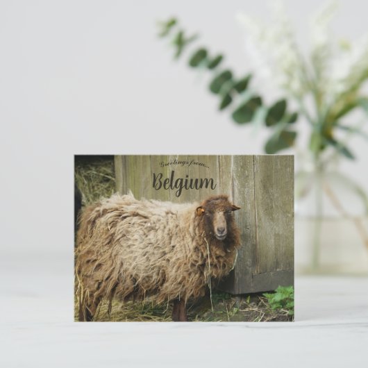 Schapen in het Belgische Briefkaart (Staand voorkant)