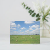 Schapen in het Briefkaart Meadow (Staand voorkant)