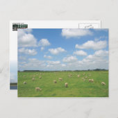 Schapen in het Briefkaart Meadow (Voorkant / Achterkant)