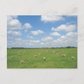 Schapen in het Briefkaart Meadow (Voorkant)