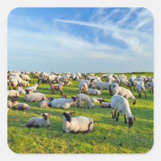 Schapen in het gras vierkante sticker