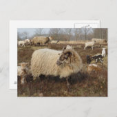 Schapen in het Heather veld Briefkaart (Voorkant / Achterkant)