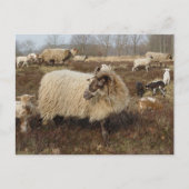 Schapen in het Heather veld Briefkaart (Voorkant)