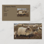 Schapen in het Heather veld Visitekaartje (Voorkant / Achterkant)