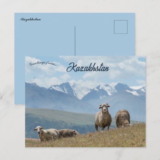 Schapen in het Kazachse Briefkaart (Voorkant / Achterkant)