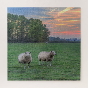 Schapen in het veld met zonsondergang legpuzzel
