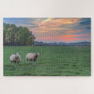 Schapen in het veld met zonsondergang legpuzzel