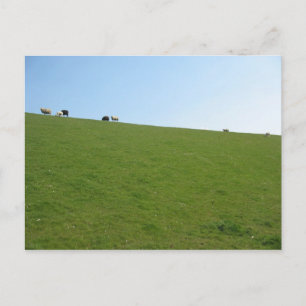 Schapen in Holland Fotokaart Briefkaart