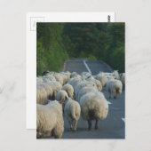 Schapen in Ierland Briefkaart (Voorkant / Achterkant)