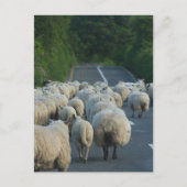 Schapen in Ierland Briefkaart (Voorkant)