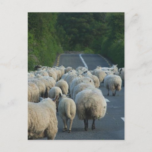Schapen in Ierland Briefkaart (Voorkant)
