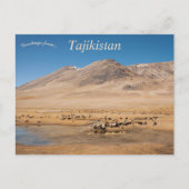 Schapen in Murghab Tadzjikistan Briefkaart (Voorkant)