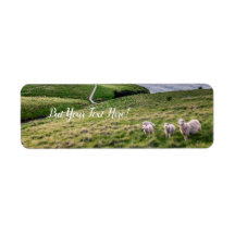 Schapen in Nieuw-Zeeland | Christkerk Landschap | 