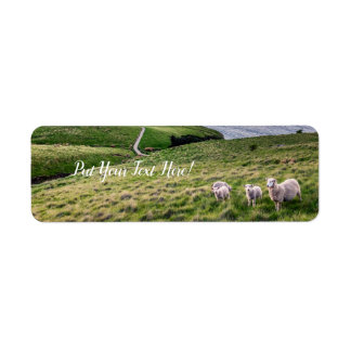 Schapen in Nieuw-Zeeland | Christkerk Landschap | Etiket