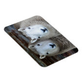 Schapen in Paren! Magneet (Rechterzijde)