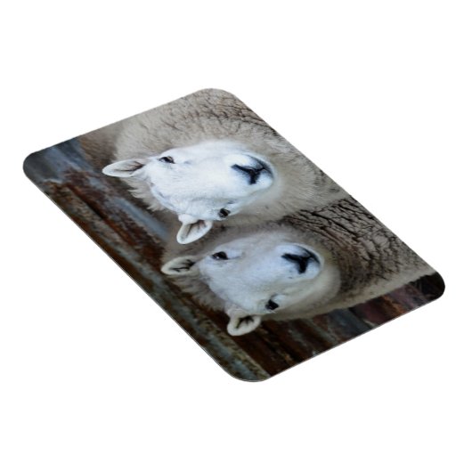 Schapen in Paren! Magneet (Rechterzijde)