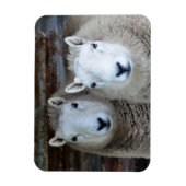 Schapen in Paren! Magneet (Verticaal)