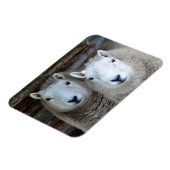 Schapen in Paren! Magneet (Linkerzijde)