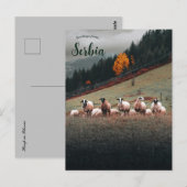 Schapen in Siberië op een berghelling op een bewol Briefkaart (Voorkant / Achterkant)