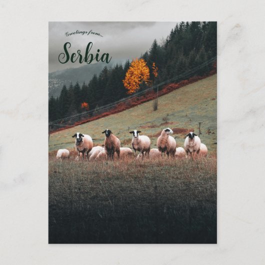Schapen in Siberië op een berghelling op een bewol Briefkaart (Voorkant)
