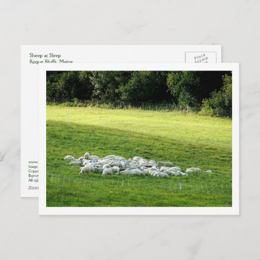 Schapen in slaap briefkaart (Voorkant / Achterkant)