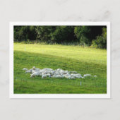 Schapen in slaap briefkaart (Voorkant)