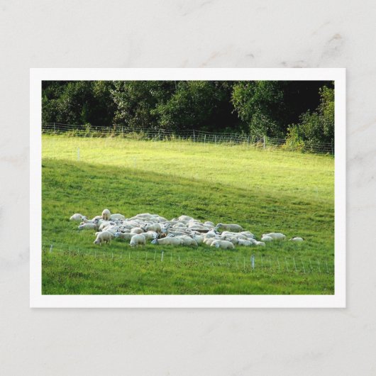 Schapen in slaap briefkaart (Voorkant)