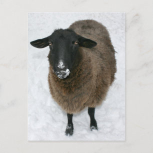 Schapen in sneeuw briefkaart